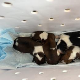 Yorkshire Terrier Puppies from Paris Parti Yorkies
