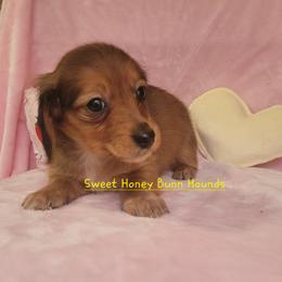 Macy - Sable female Dachshund puppy in Pinson, Alabama from Alondra Boudreaux
