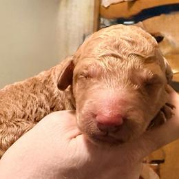 Pink collar - Red  female Goldendoodle puppy in Puyallup, Washington from Dawnie’s Doodles