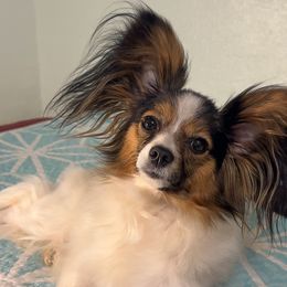 Chela - Papillon