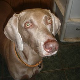 Weimaraner All Grown Up from Megan's Weimaraners