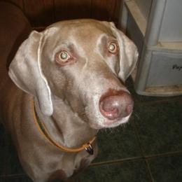 Weimaraner All Grown Up from Megan's Weimaraners