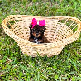 Baby Spice - Phantom female Goldendoodle puppy in Kissimmee, Florida from Poodle Doodle Kennels