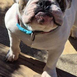 Ezzy - Bulldog