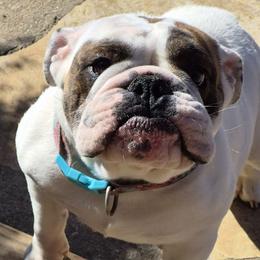 Ezzy - Bulldog