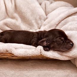 Panther - Black male Dachshund puppy in Crandall, Texas from The Weenie Hut LLC
