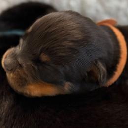 Orange - Black and mahogany female Rottweiler puppy in Kissimmee, Florida from Macht Haus Rottweilers