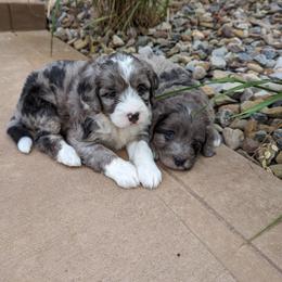 Bernedoodle Puppies from Blue Cloud Doodles