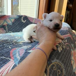 Charlotte - White female American Eskimo Dog puppy in Placerville, California from White Gypsy Ranch