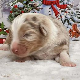 Camille - Red merle female Australian Shepherd puppy in Boise, Idaho from Black Canyon Corral Aussies