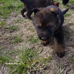 German Shepherd Puppies from Vom Berk Haus German Shepherds