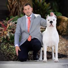 "AKC CH Dogo Argentino" Dogo Argentino Puppies from Legend Dogos Dogo Argentinos