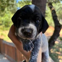 Ginger - lavender collar - Black roan female German Shorthaired Pointer puppy in Mokelumne Hill, California from Underhill GSP