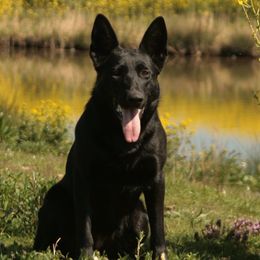 German Shepherds from Jagermeister German Shepherds