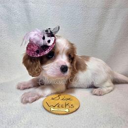 Snowflake - Blenheim female Cavalier King Charles Spaniel puppy in Kermit, West Virginia from Stonecoal Cavaliers