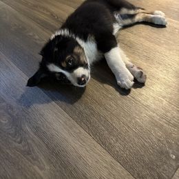 Toby - Black tri male Miniature Australian Shepherd puppy in Trumbull, Connecticut from MAS LUV