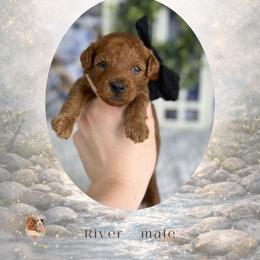 River - Red  male Goldendoodle puppy in Canton, Georgia from Teddy Puppies