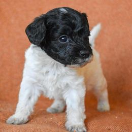 Swing - Black and white male Cockapoo puppy in Ellensburg, Washington from Dawn to Dusk Cockapoos
