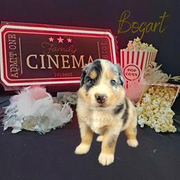 Bogart - The Gentleman - Blue merle male Australian Shepherd puppy in Pittsville, Wisconsin from Match Dot Pup