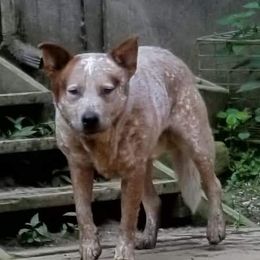Philp - Australian Cattle Dog
