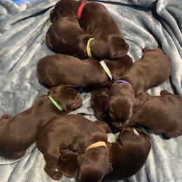 Pudelpointer Puppies from Saddle Creek Kennels