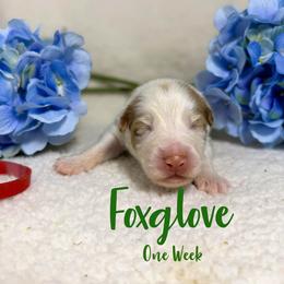 Foxglove - Red merle male Australian Shepherd puppy in Falmouth, Kentucky from Queen City Farm