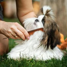 Poodle and Shih Tzu All Grown Up from Ganna Sultan