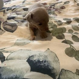 Sara - Blue female Chihuahua puppy in Dover, Arkansas from Blue Chihuahuas of Arkansas