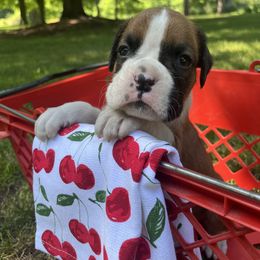 Girl 3 - Fawn female Boxer puppy in Plainwell, Michigan from Hope's Beautiful Boxers