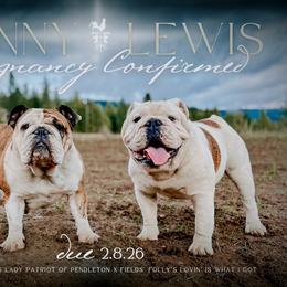 Bulldog puppies from Fields’ Folly