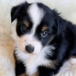 Aussiedoodle and Toy Australian Shepherd Puppies from Bar 4 Aussies