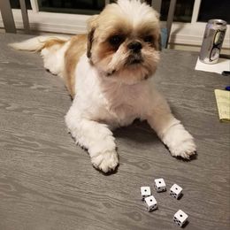 Shih Tzu Puppies from Jazzie Shih Tzu