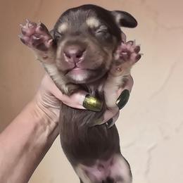 Marcus - Chocolate and cream male Dachshund puppy in Oklahoma City, Oklahoma from OkieDoxieland Dachshunds