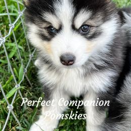 Pomsky Puppies from Perfect Companion Pomskies