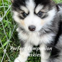 Pomsky Puppies from Perfect Companion Pomskies