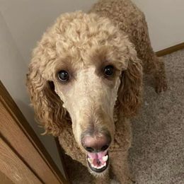 Liberty - Goldendoodle