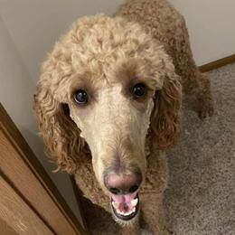 Liberty - Goldendoodle