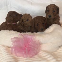Poodle Puppies from Prissy Pants Poodles LLC