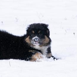Australian Shepherd Puppies from Echolight Australian Shepherds