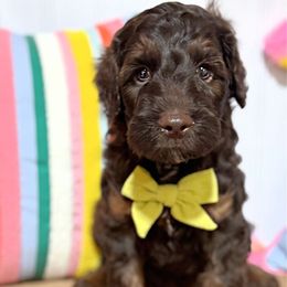 Oakley - Chocolate male Australian Labradoodle puppy in Harrisonville, Missouri from Blessed Day Doodles
