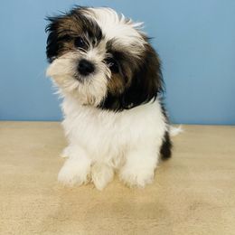 Handsome - Sable and white male Shih Tzu puppy in Hawthorne, Florida from Simply Southern Shihtzus