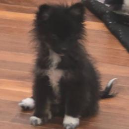 Peter Pan 760 960-2619 - Black and tan parti male Pomeranian puppy in El Centro, California from BabyBooPoms