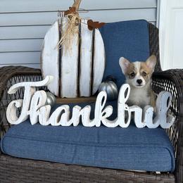 Little Hazel - Sable female Pembroke Welsh Corgi puppy in Urbana, Ohio from Edgewood Farm and Kennel