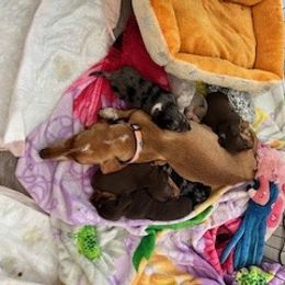 Dachshund Puppies from M & M Breeding
