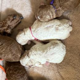 Girl 3 - Red  female Poodle puppy in Mount Vernon, Illinois from AMC Poodles
