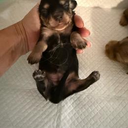 Foam - Black and cream female Dachshund puppy in Whitesboro, Texas from Joanie's Tickled Pink Puppies