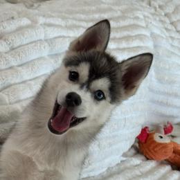 Mac - Silver male Pomsky puppy in Krum, Texas from Paw-Some Pomskies