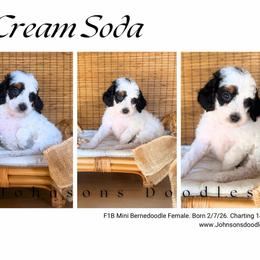 Cream soda - Black and white female Bernedoodle puppy in North Royalton, Ohio from Johnson's Doodles