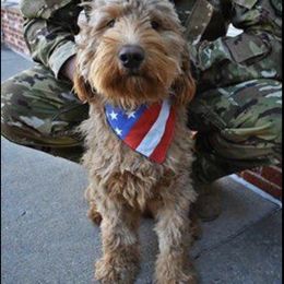 Bernedoodle and Goldendoodle All Grown Up from Kimberlee’s Kennels