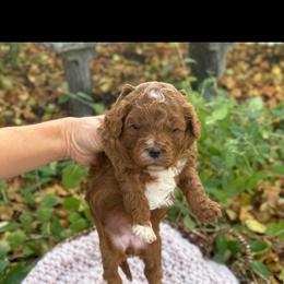 Bernedoodle, Cavapoo, Goldendoodle, and Poodle Puppies from Gypsi Doodles & Poodles